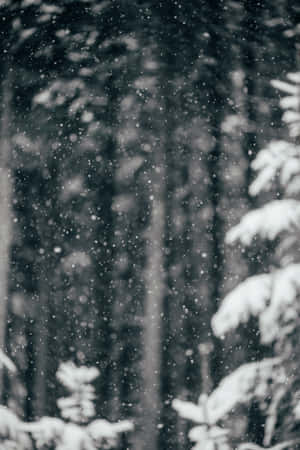 雪花在寧靜的森林中飄落，樹枝上覆蓋著積雪。