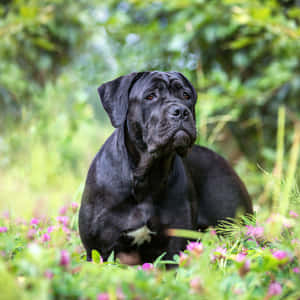 黑色 cane corso 狗坐在草地上，旁邊有粉紅色的花