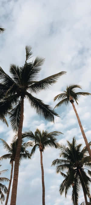 高大的棕櫚樹伸入多雲的天空 — 棕櫚樹 GIF 壁紙
