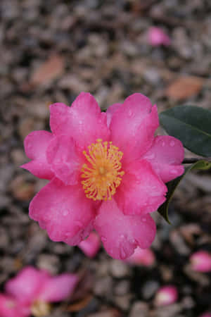 粉紅色山茶花，花瓣上有露珠，礫石背景 — Huawei MatePad 11.5 (2025) 壁紙