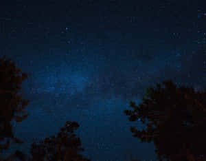 剪影松樹框住了一個繁星點點的夜空，銀河清晰可見。