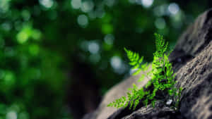 一棵小蕨類植物在森林的岩石上生長。 — 植物 壁紙