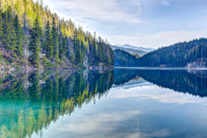 平靜的高山湖泊在晴朗的天空下反射出山脈和樹木。