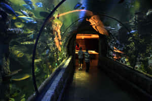 兩個孩子走過水族館隧道，周圍是色彩繽紛的魚和珊瑚。