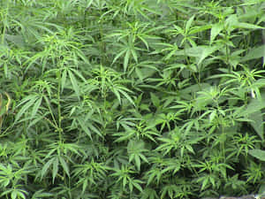 在自然日光下戶外生長的茂密綠色大麻植物。
