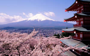 粉紅色的櫻花環繞著一座紅色寺廟，背景是富士山。 — 日本 壁紙