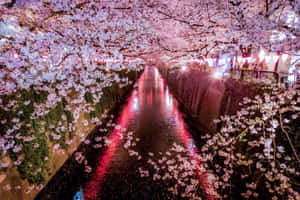 夜晚運河旁的櫻花映照著紅色燈籠的光芒。