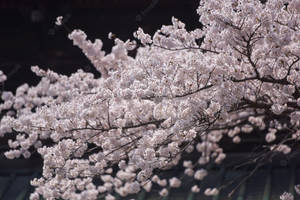 樹枝上盛開的櫻花，背景為傳統屋頂 — 日本 壁紙