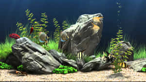 熱帶魚在沙底的清澈魚缸中，於岩石和植物之間游動。