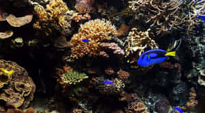 藍色和黃色魚群在水下珊瑚礁中滑行