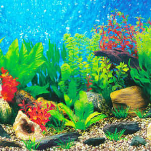 明亮的藍色水中的色彩繽紛的模擬水族館植物、岩石和礫石。