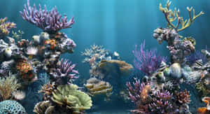 令人嘆為觀止的珊瑚礁，擁有豐富多樣的海洋生物和穿透藍色海水的陽光。