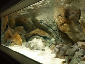 水族箱場景，魚兒在過濾陽光下於岩石和沙間游動。