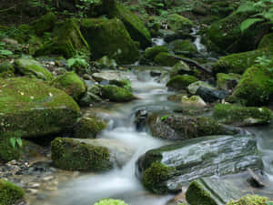 一條寧靜的小溪蜿蜒穿過長滿苔蘚的森林，水流平穩。 — 湖景 壁紙