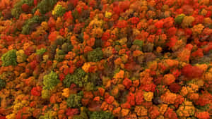 秋日森林的空中景觀，樹木呈現紅色、橙色和黃色