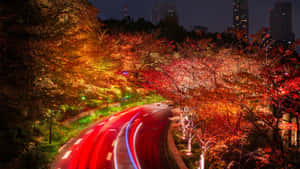 夜晚的城市道路，有發光的秋樹和汽車的光跡。