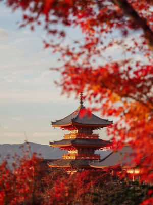 紅楓葉在秋天環繞著一座傳統日本寶塔。 — 秋天 壁紙