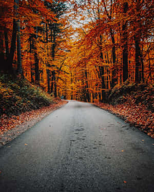 一條安靜的道路，兩旁種滿橙色的秋樹和落葉。 — 秋天 壁紙