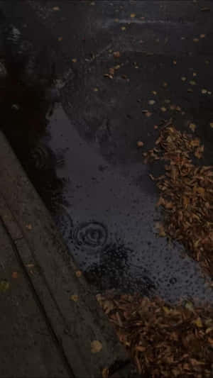 雨滴在濕漉漉的行人路上，落葉之間的水窪中泛起漣漪。