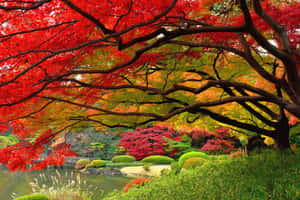 一個日本庭園，紅楓樹環繞著池塘和修剪整齊的灌木。
