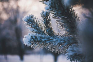 冬日森林中覆蓋著雪的松枝，伴隨著柔和陽光。