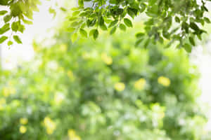綠葉框住了陽光普照、模糊的花園場景，點綴著黃色花朵。