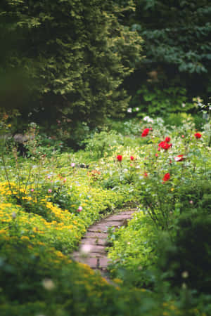 蜿蜒石徑穿過充滿活力的花園，點綴著紅玫瑰和黃花。 — POCO Pad 壁紙