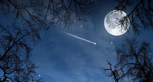 夜晚透過光禿的樹枝可見月亮和流星。