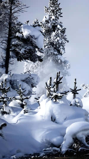蒼白天空下，寂靜冬日森林中積雪的松樹。