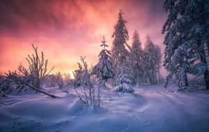 在寧靜的冬日森林中，粉紅和橙色日落天空下的白雪覆蓋松樹。 — 淺粉紅色美學動圖 壁紙
