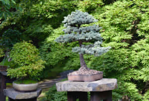 銀藍色松樹盆栽立於石座上，在茂密綠色花園中 — 樹 壁紙