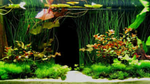 水族箱，有綠色植物和紅色葉子圍繞著一個黑暗的隧道。