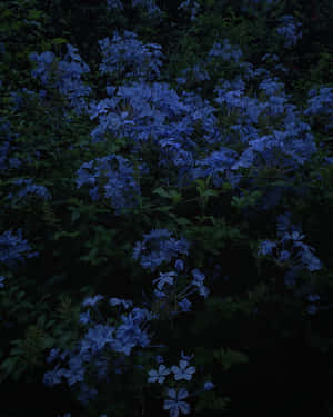 藍色花朵在夜間黑暗的花園中發光。