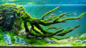 長滿苔蘚的浮木和小魚在清澈的水族箱中，伴有岩石和植物。