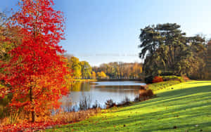 秋日風景，湖邊紅樹，天空清澈湛藍
