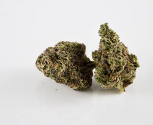 白色背景上兩顆可見腺毛的大麻花蕾。