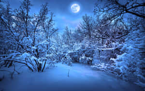 夜晚滿月下的雪地森林，光禿禿的樹木覆蓋著霜。 — 2560x1600 壁紙