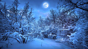 明亮的滿月下積雪的森林小徑，夜晚。