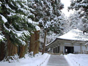 雪覆蓋著一座傳統日本神社，周圍環繞著高大的常青樹。
