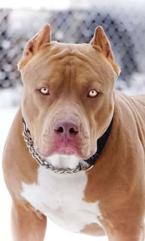 黃褐色比特犬，白色胸部，戴著鏈條項圈，站在雪地圍欄附近。