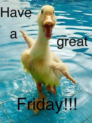 泳池中的鴨子和文字「Have a great Friday!!!」
