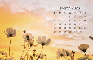 波斯菊在金色日落中形成剪影，並疊加2023年3月的日曆。
