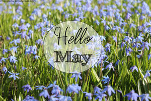 綠色草地上的藍色花朵，帶有「Hello May」文字覆蓋。