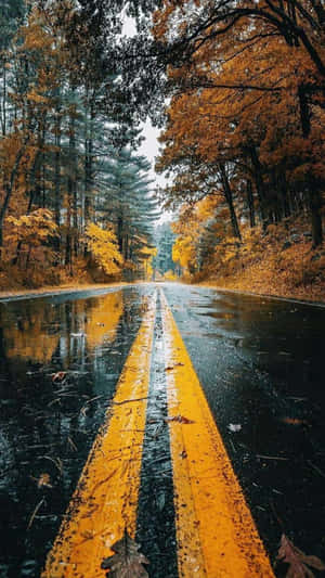 潮濕秋日道路，黃線穿過金色森林