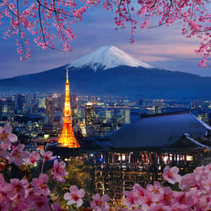粉紅櫻花框住黃昏的東京鐵塔和富士山。