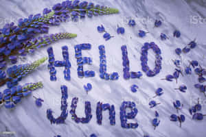 紫色羽扇豆花排列成在灰色石上拼出 hello june。