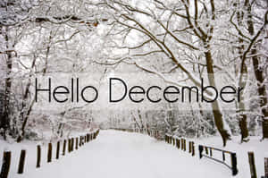白雪覆蓋的森林小徑，光禿禿的樹木，文字 Hello December