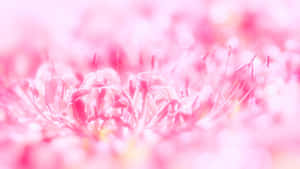 粉紅色蜘蛛百合雄蕊特寫，背景模糊。