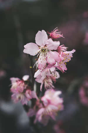 柔焦的粉紅色櫻花，背景模糊 — 深色花卉 壁紙