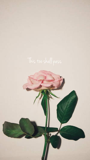 粉紅玫瑰配綠葉，米色背景上寫有「This too shall pass」文字。